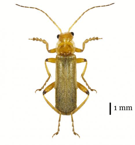 Réf. 185 484 : Cantharis cryptica